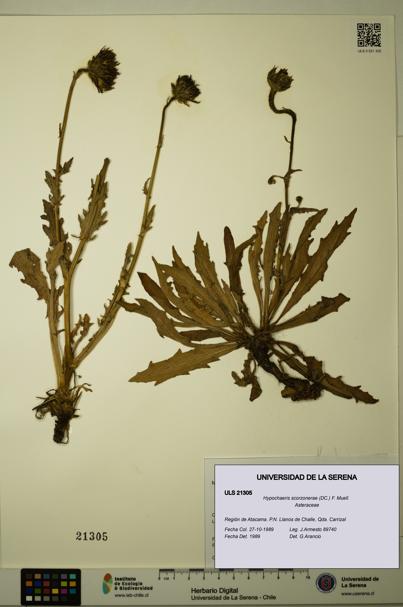 Hypochaeris scorzonerae [Espécimen: ULS:ULS:0021305]