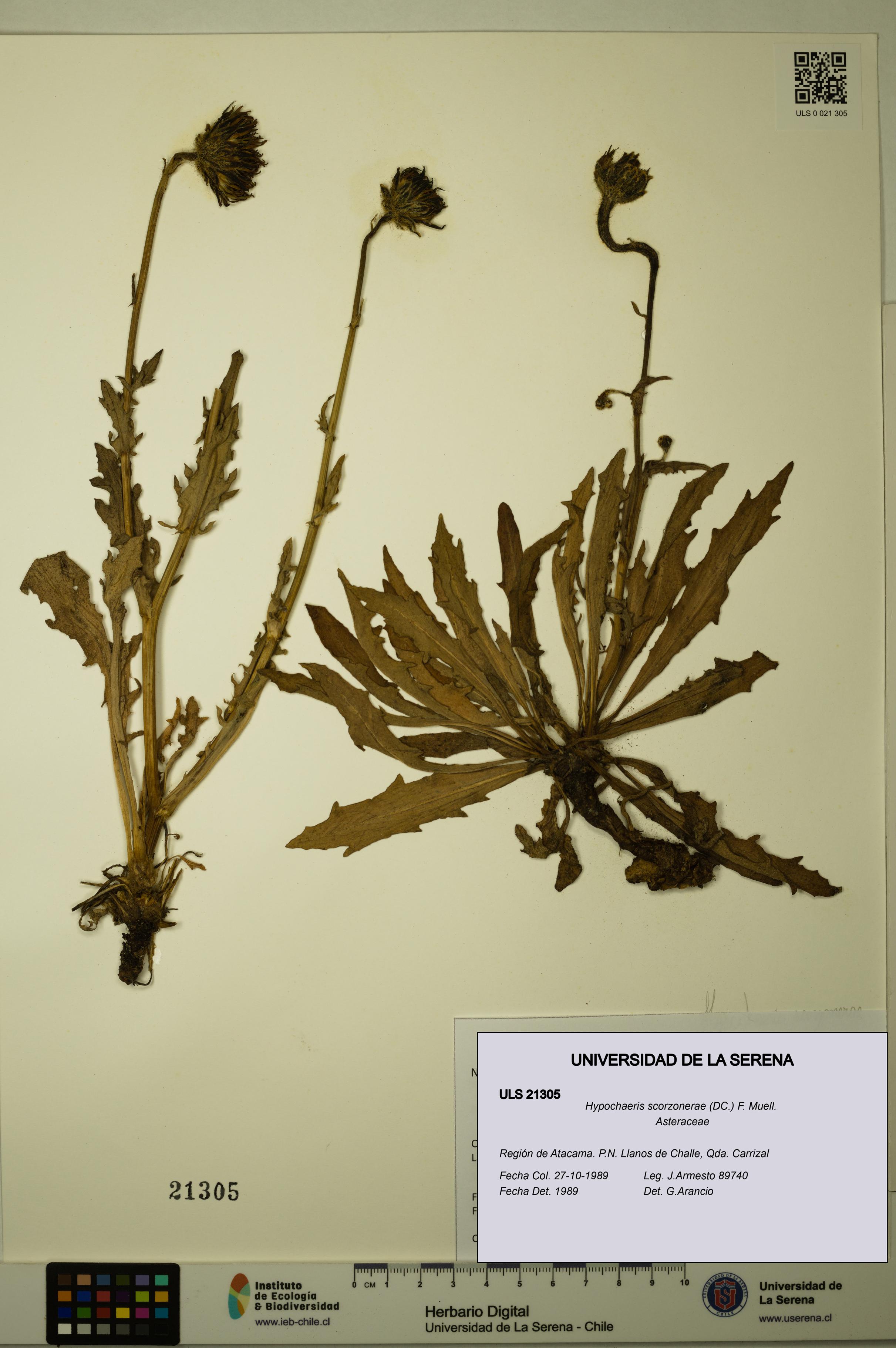 Hypochaeris scorzonerae [Espécimen: ULS:ULS:0021305]