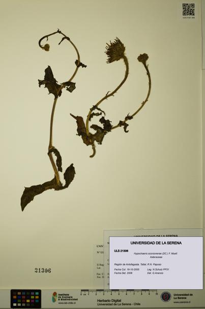 Hypochaeris scorzonerae [Espécimen: ULS:ULS:0021306]