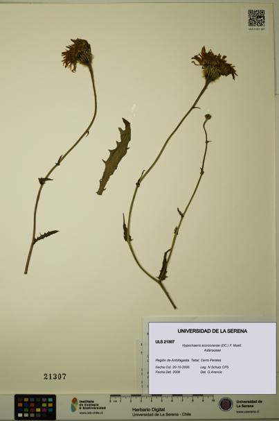 Hypochaeris scorzonerae [Espécimen: ULS:ULS:0021307]