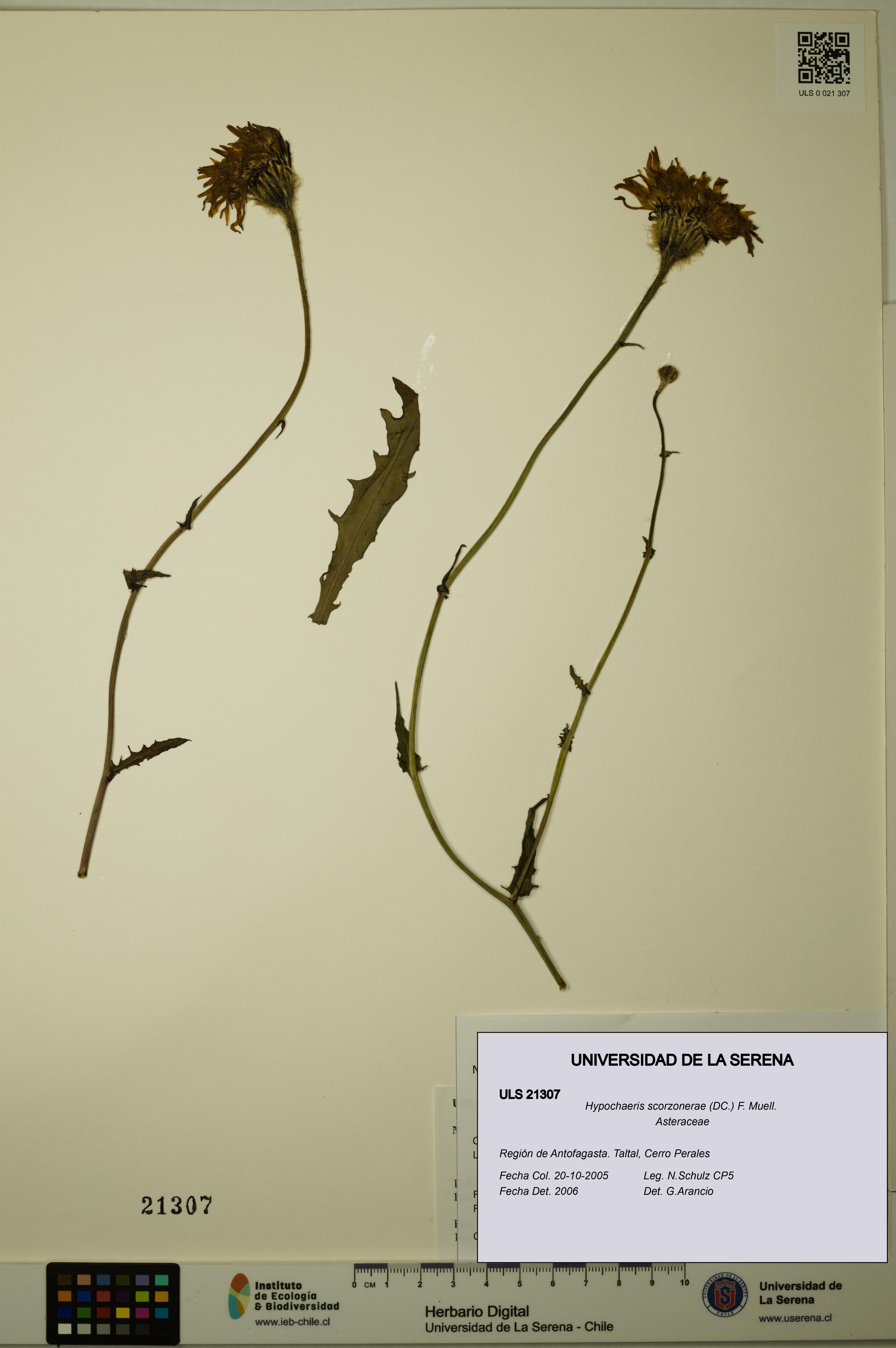 Hypochaeris scorzonerae [Espécimen: ULS:ULS:0021307]
