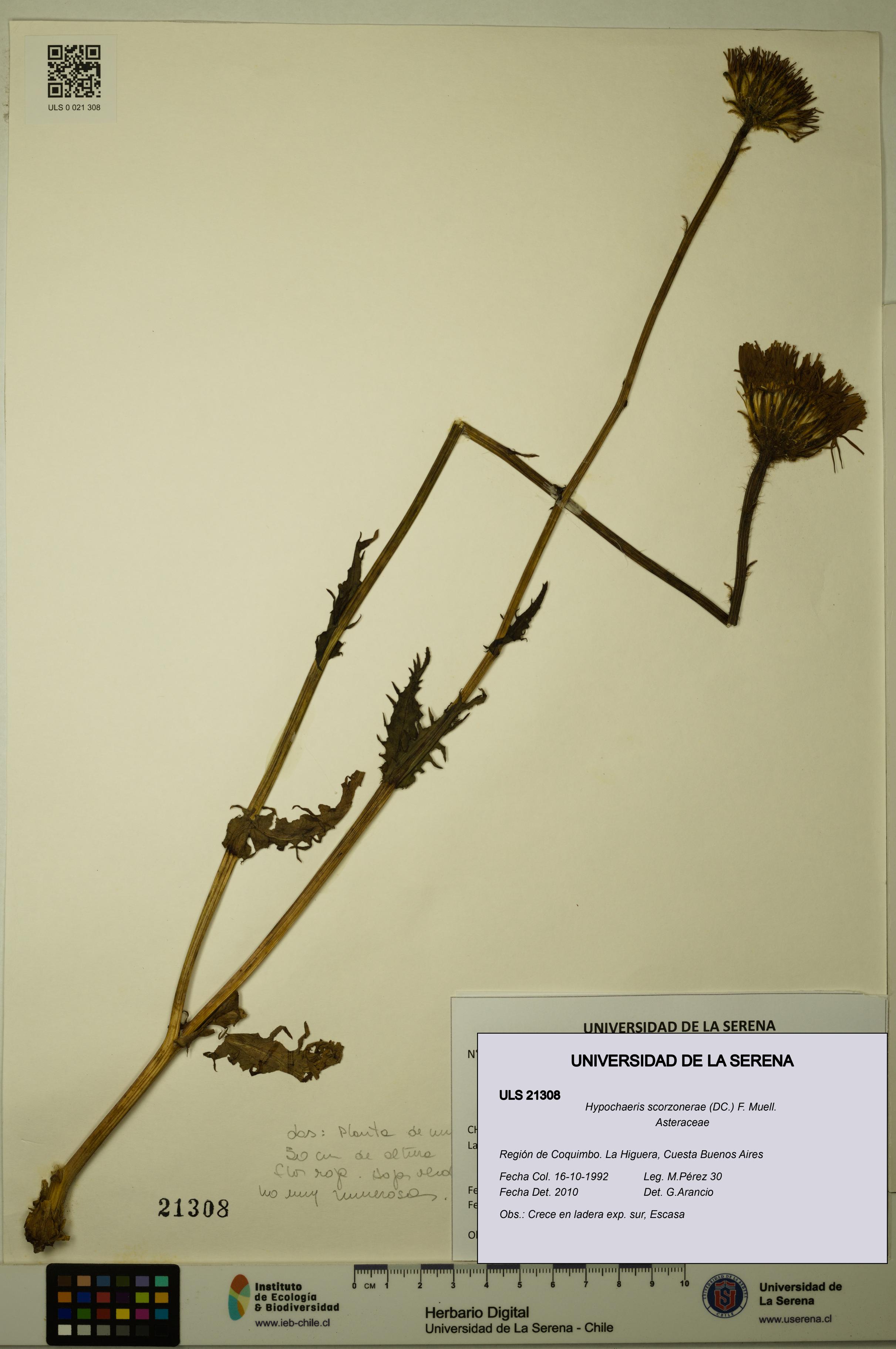 Hypochaeris scorzonerae [Espécimen: ULS:ULS:0021308]