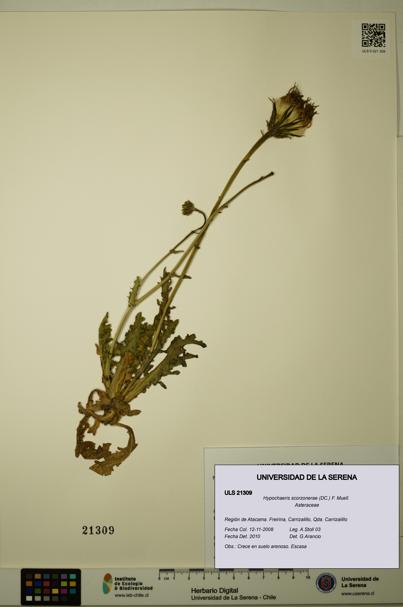Hypochaeris scorzonerae [Espécimen: ULS:ULS:0021309]