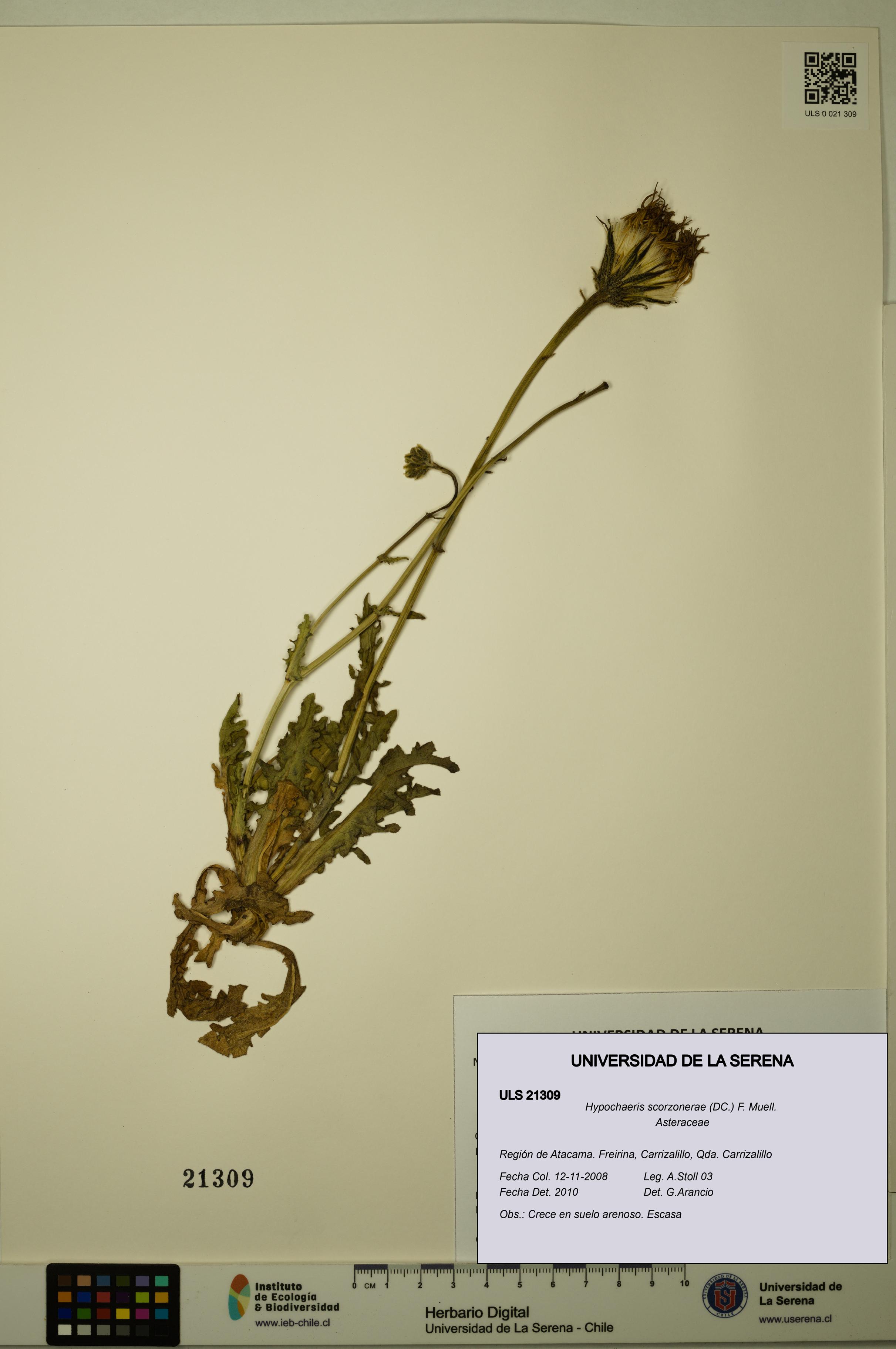 Hypochaeris scorzonerae [Espécimen: ULS:ULS:0021309]