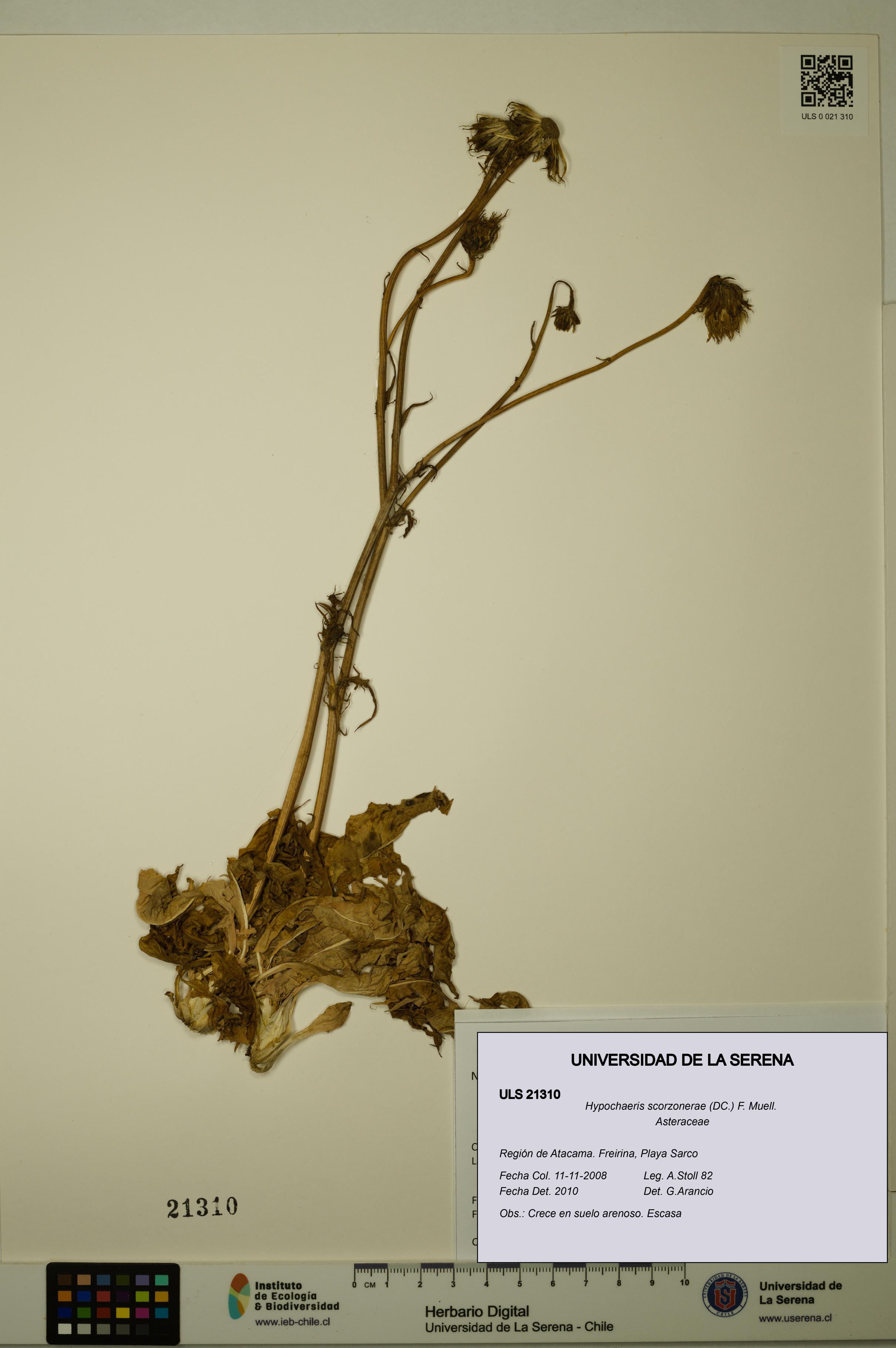 Hypochaeris scorzonerae [Espécimen: ULS:ULS:0021310]