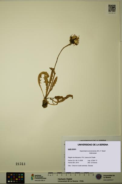 Hypochaeris scorzonerae [Espécimen: ULS:ULS:0021311]