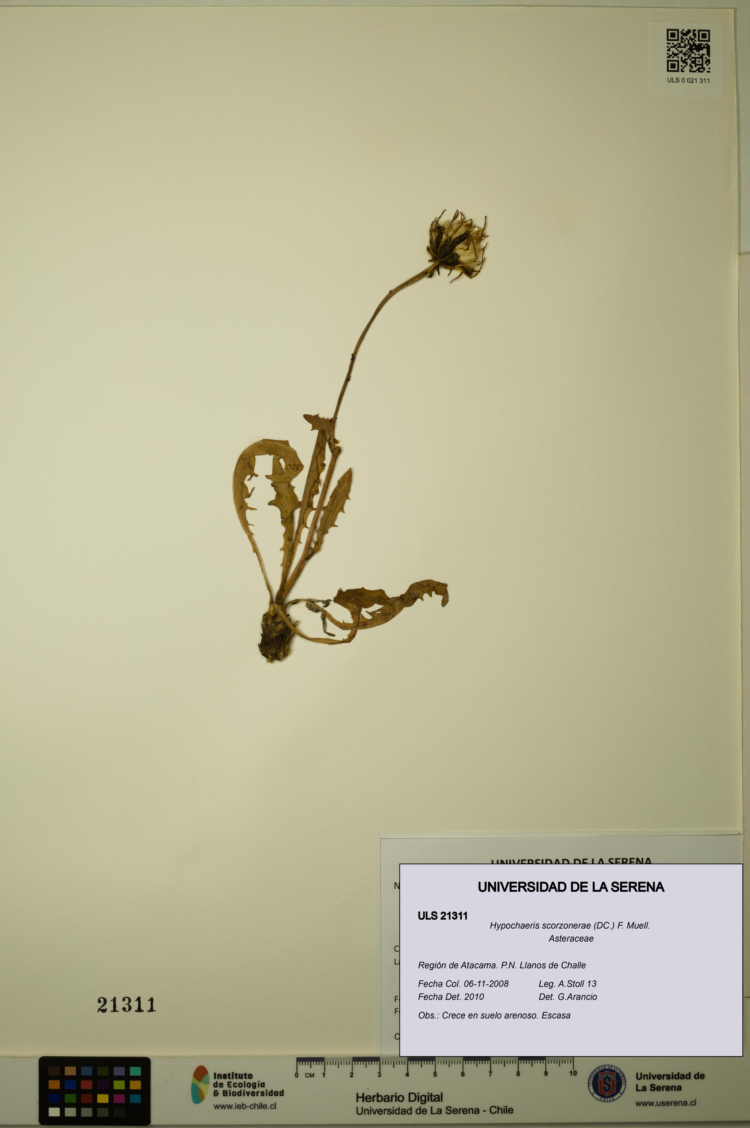 Hypochaeris scorzonerae [Espécimen: ULS:ULS:0021311]