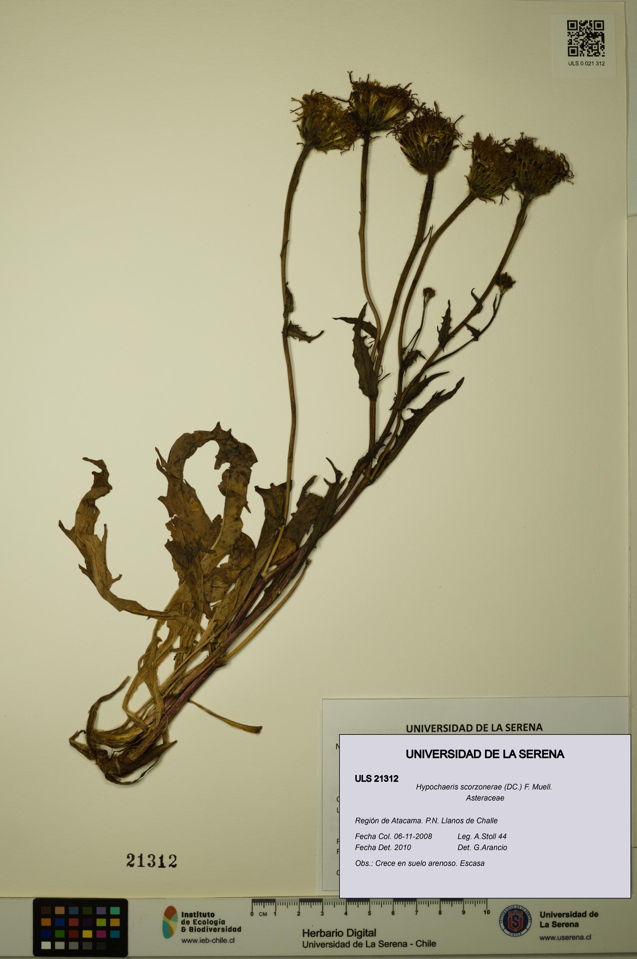 Hypochaeris scorzonerae [Espécimen: ULS:ULS:0021312]