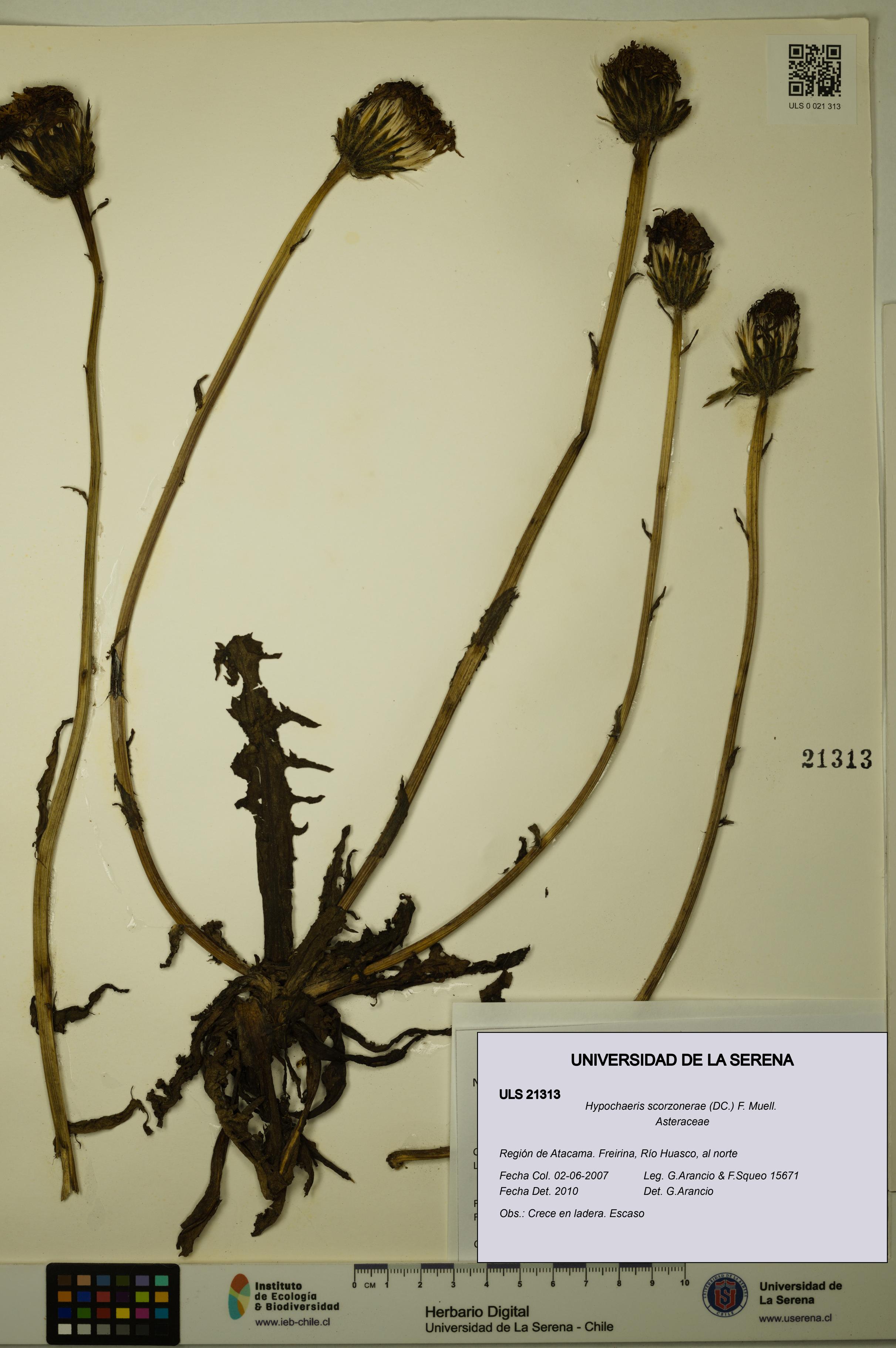 Hypochaeris scorzonerae [Espécimen: ULS:ULS:0021313]