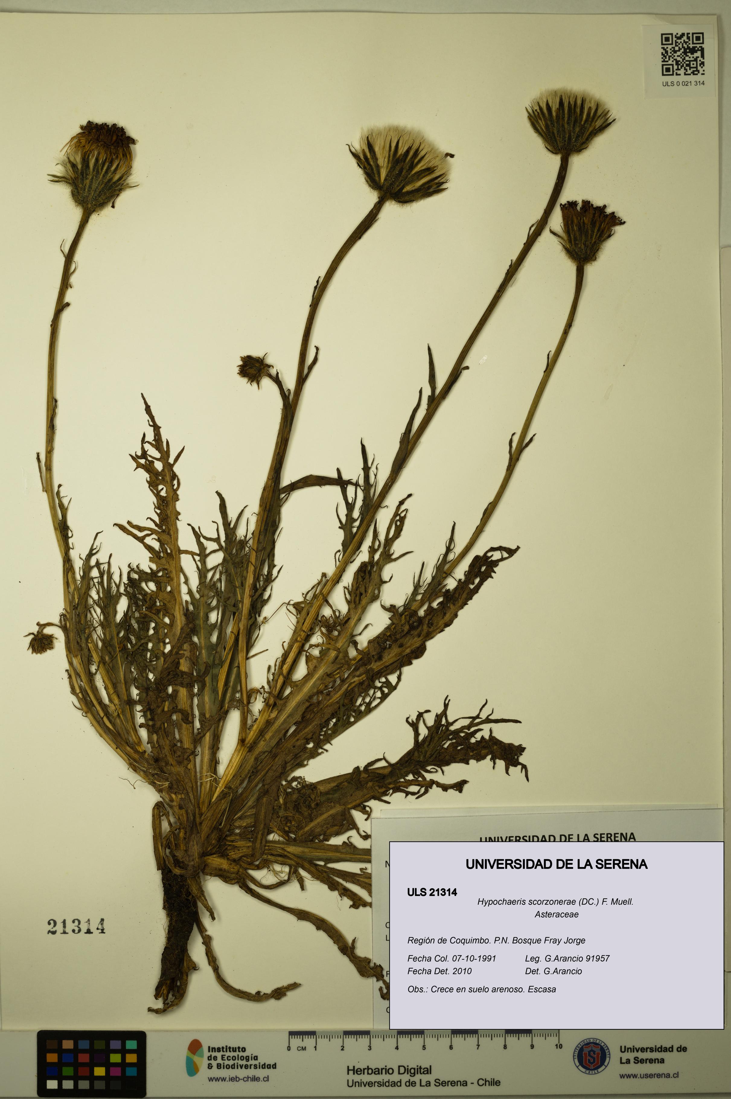 Hypochaeris scorzonerae [Espécimen: ULS:ULS:0021314]