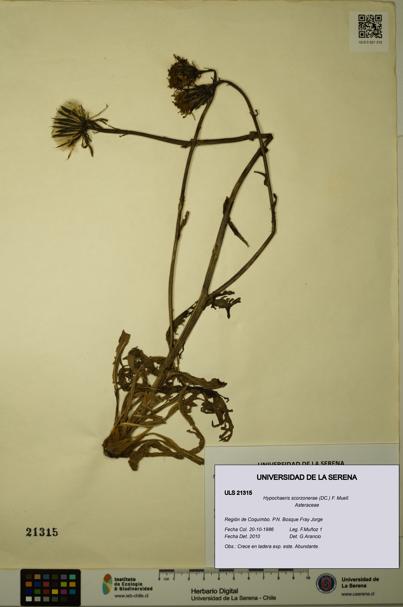 Hypochaeris scorzonerae [Espécimen: ULS:ULS:0021315]