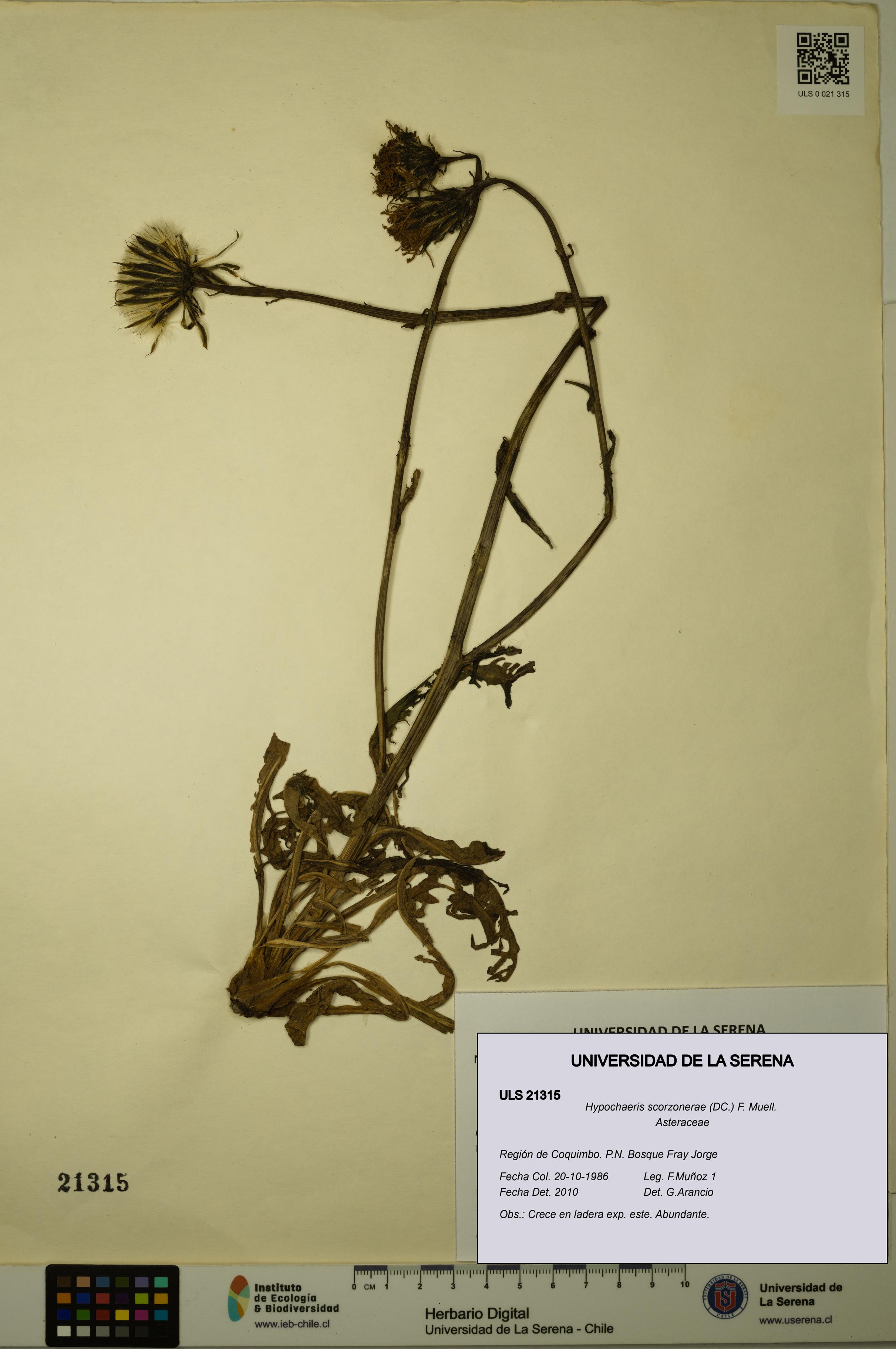 Hypochaeris scorzonerae [Espécimen: ULS:ULS:0021315]