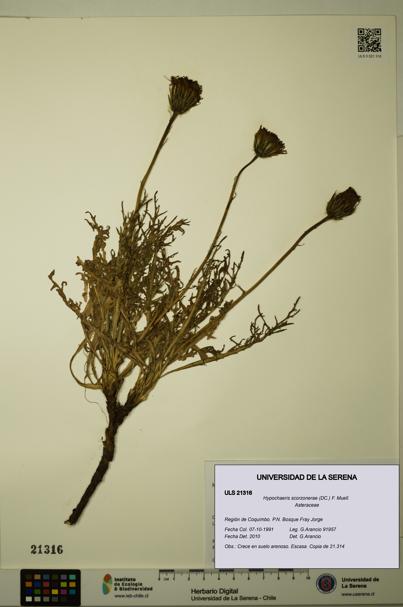 Hypochaeris scorzonerae [Espécimen: ULS:ULS:0021316]