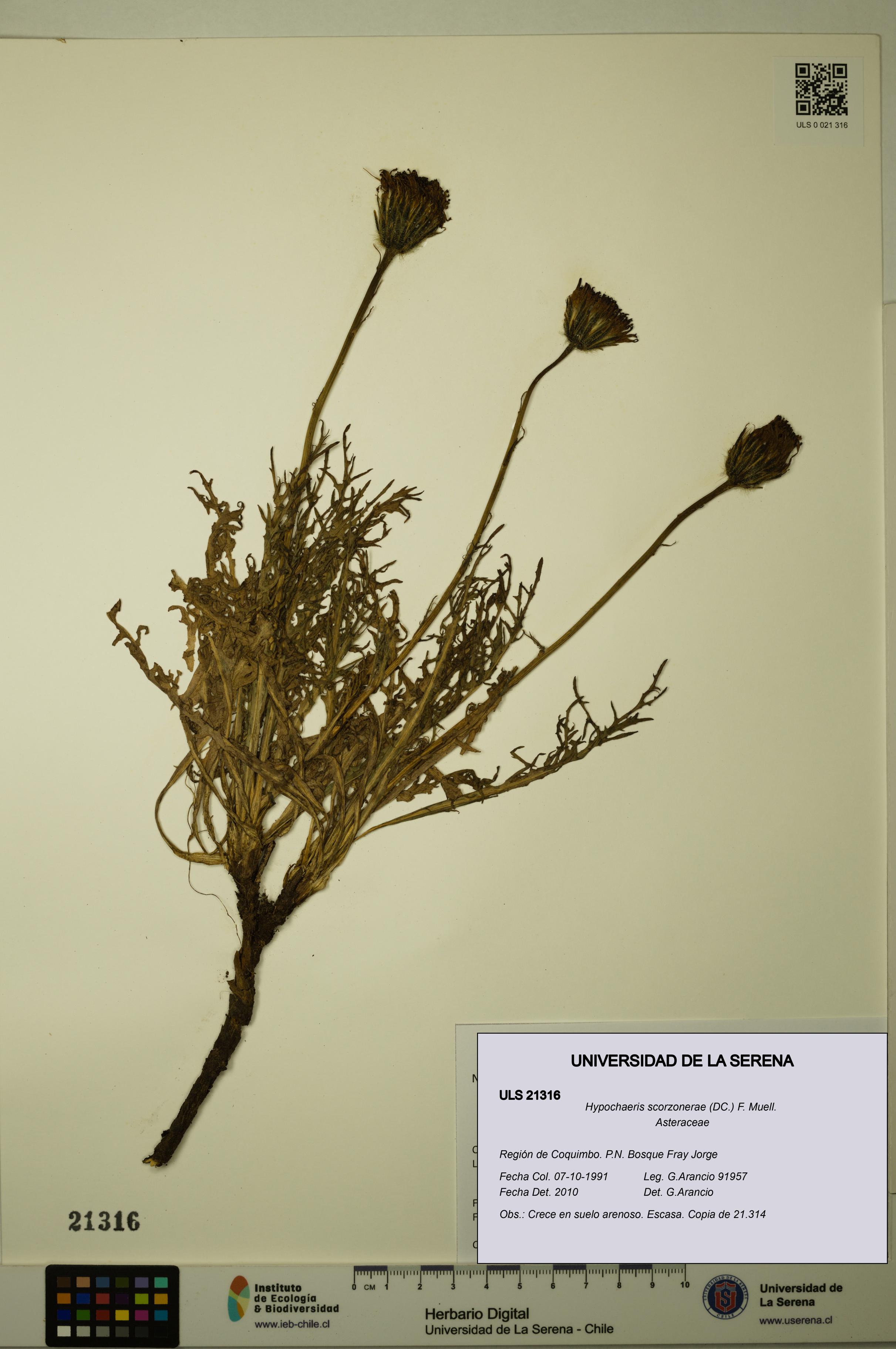Hypochaeris scorzonerae [Espécimen: ULS:ULS:0021316]