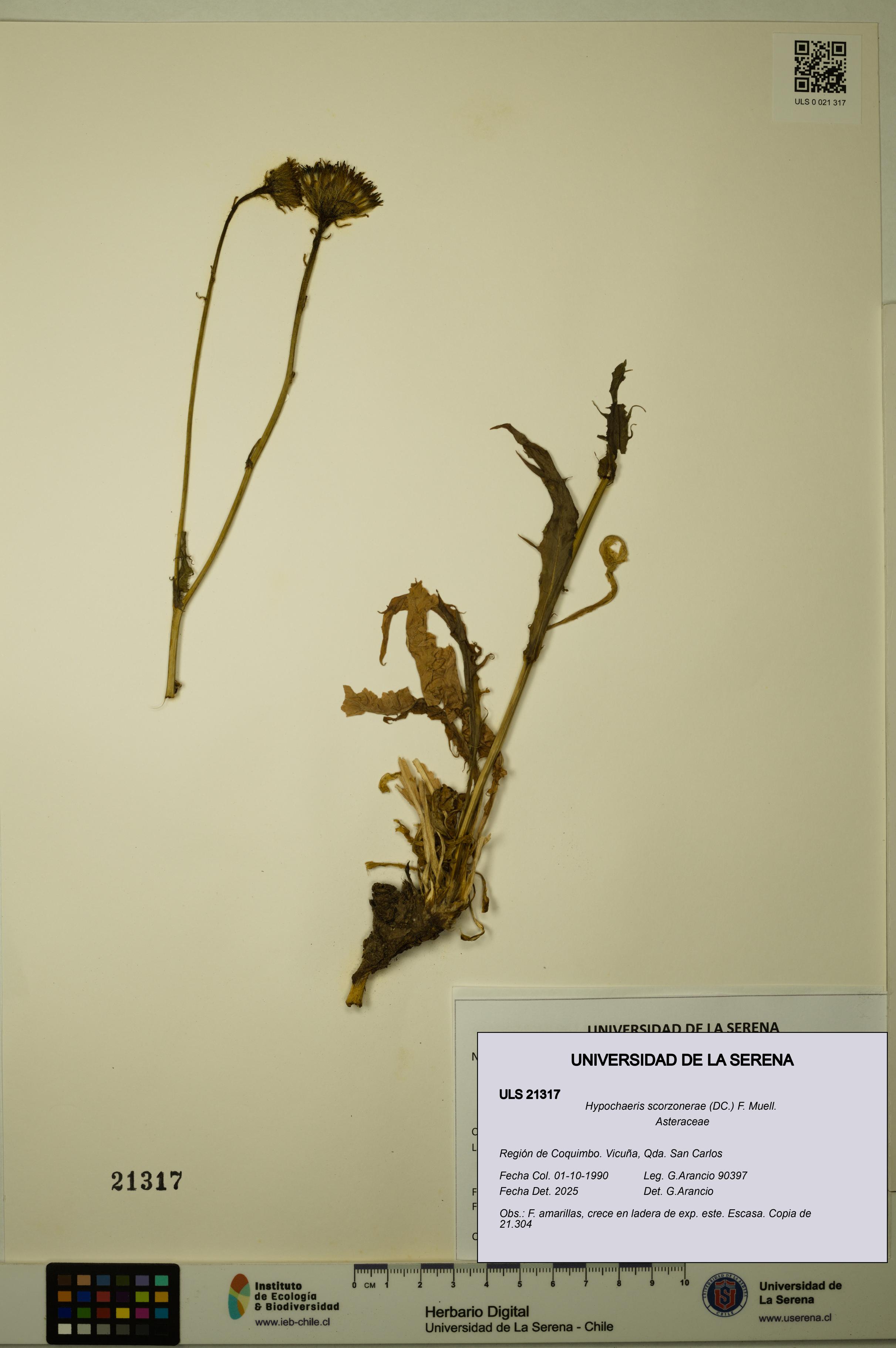 Hypochaeris scorzonerae [Espécimen: ULS:ULS:0021317]