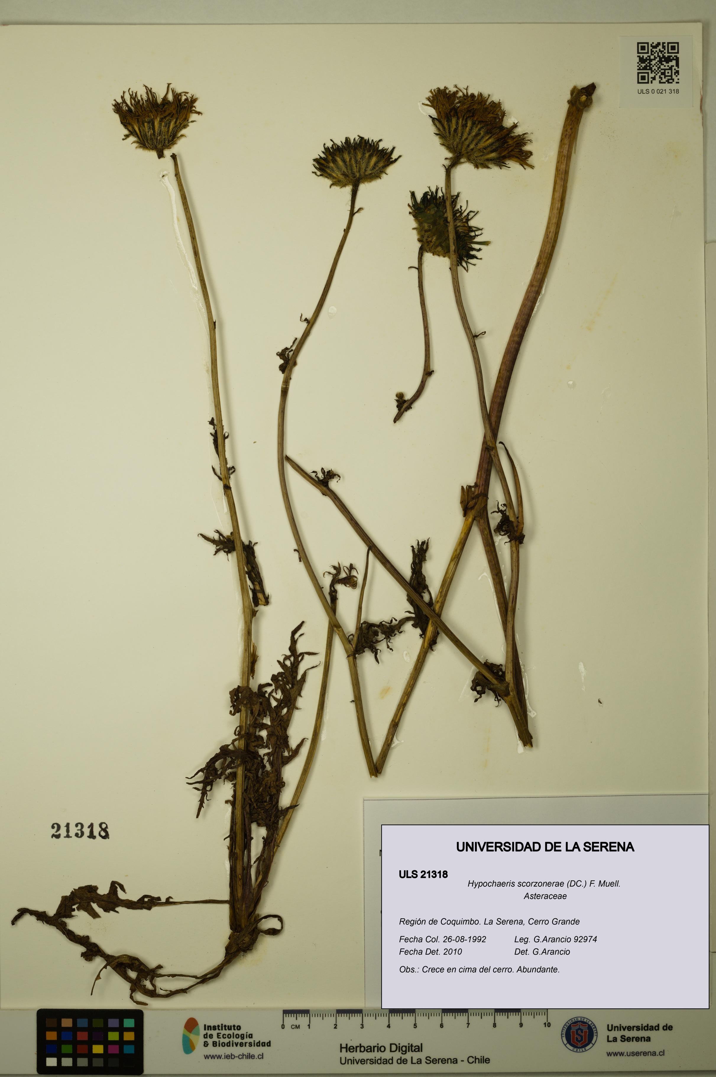 Hypochaeris scorzonerae [Espécimen: ULS:ULS:0021318]