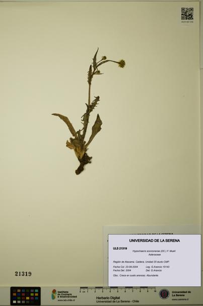 Hypochaeris scorzonerae [Espécimen: ULS:ULS:0021319]