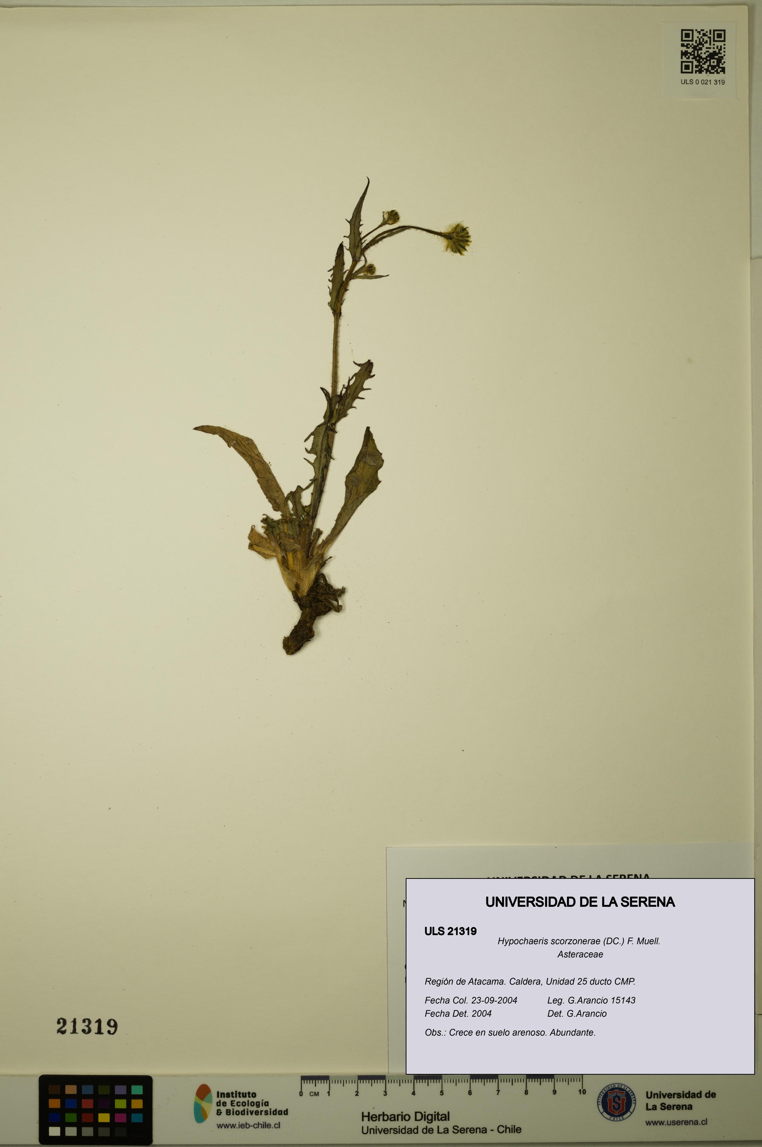 Hypochaeris scorzonerae [Espécimen: ULS:ULS:0021319]