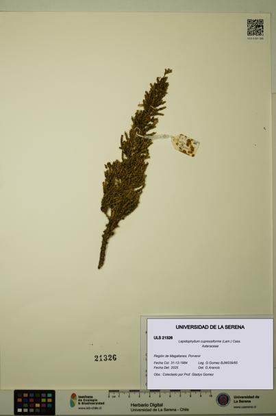 Lepidophyllum cupressiforme [Espécimen: ULS:ULS:0021326]