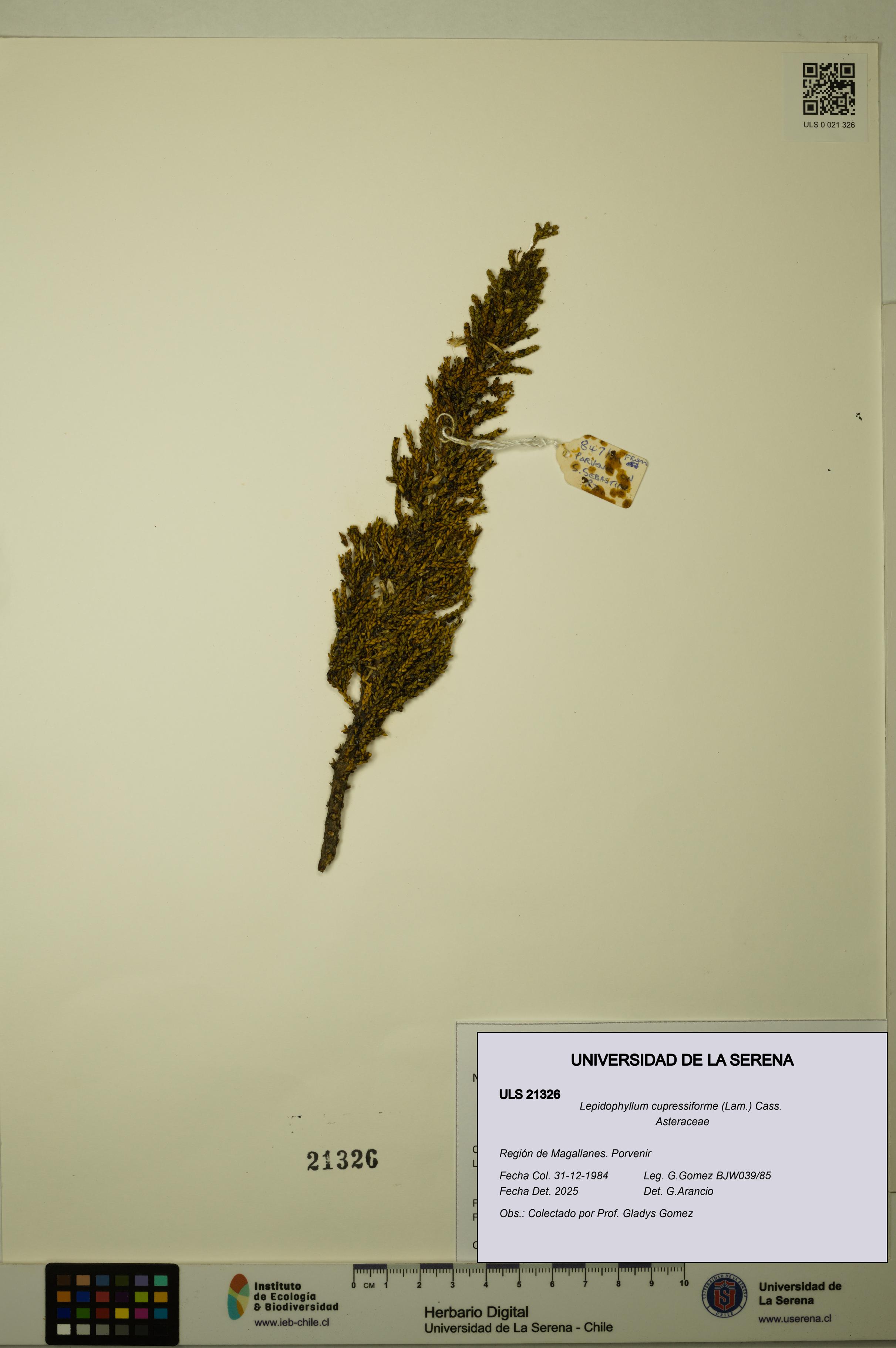 Lepidophyllum cupressiforme [Espécimen: ULS:ULS:0021326]