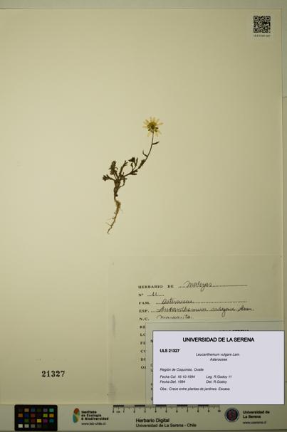 Leucanthemum vulgare [Espécimen: ULS:ULS:0021327]