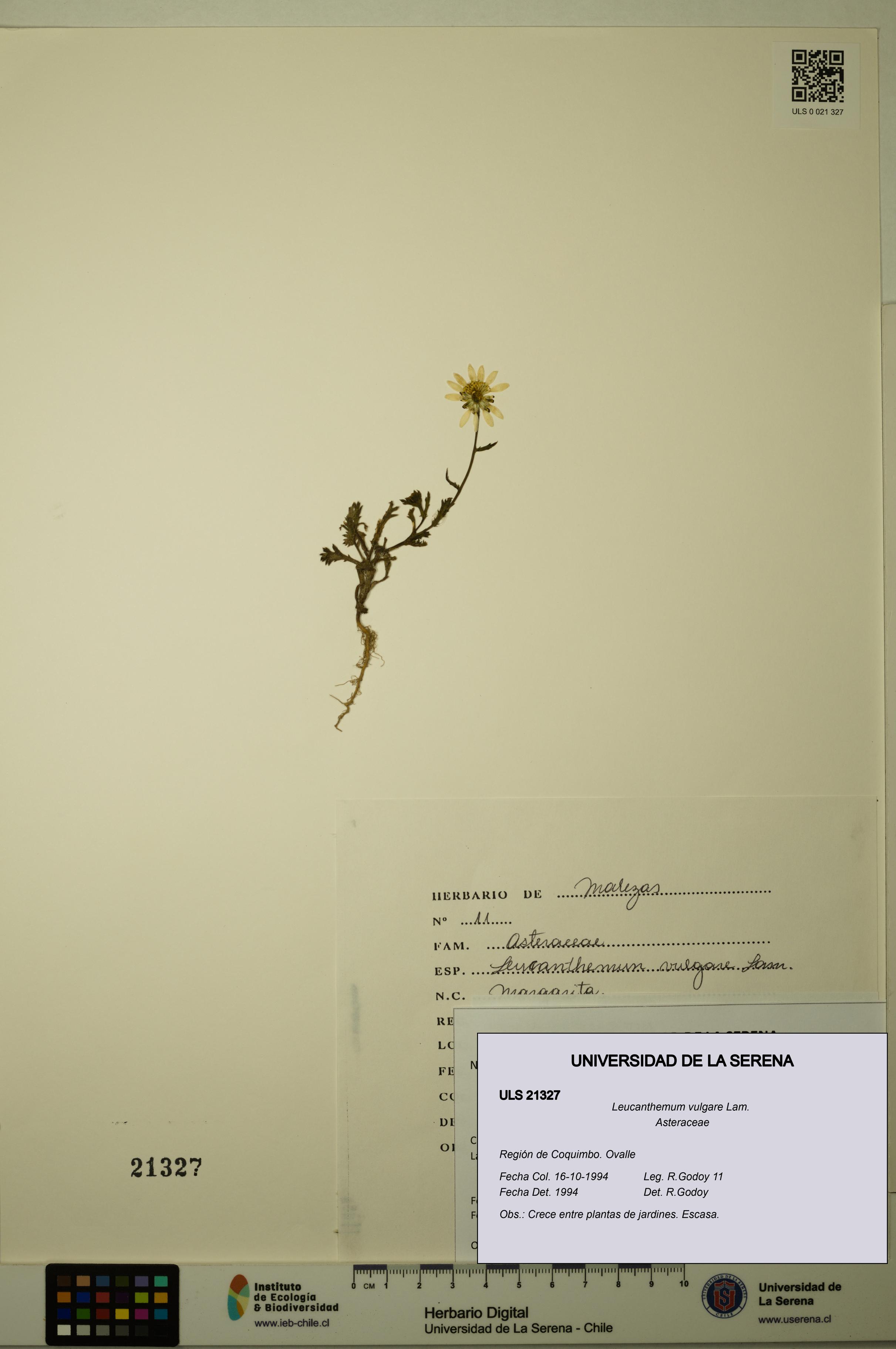 Leucanthemum vulgare [Espécimen: ULS:ULS:0021327]