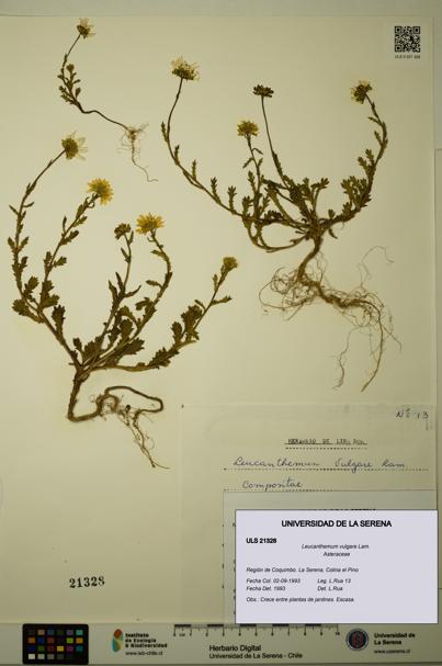 Leucanthemum vulgare [Espécimen: ULS:ULS:0021328]