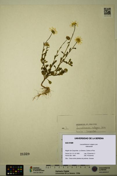 Leucanthemum vulgare [Espécimen: ULS:ULS:0021329]