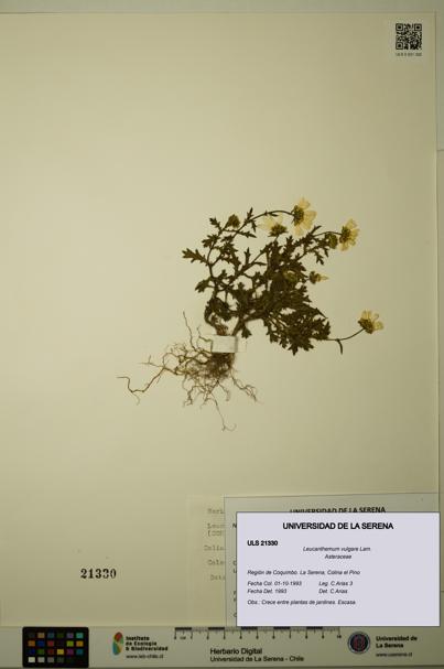 Leucanthemum vulgare [Espécimen: ULS:ULS:0021330]