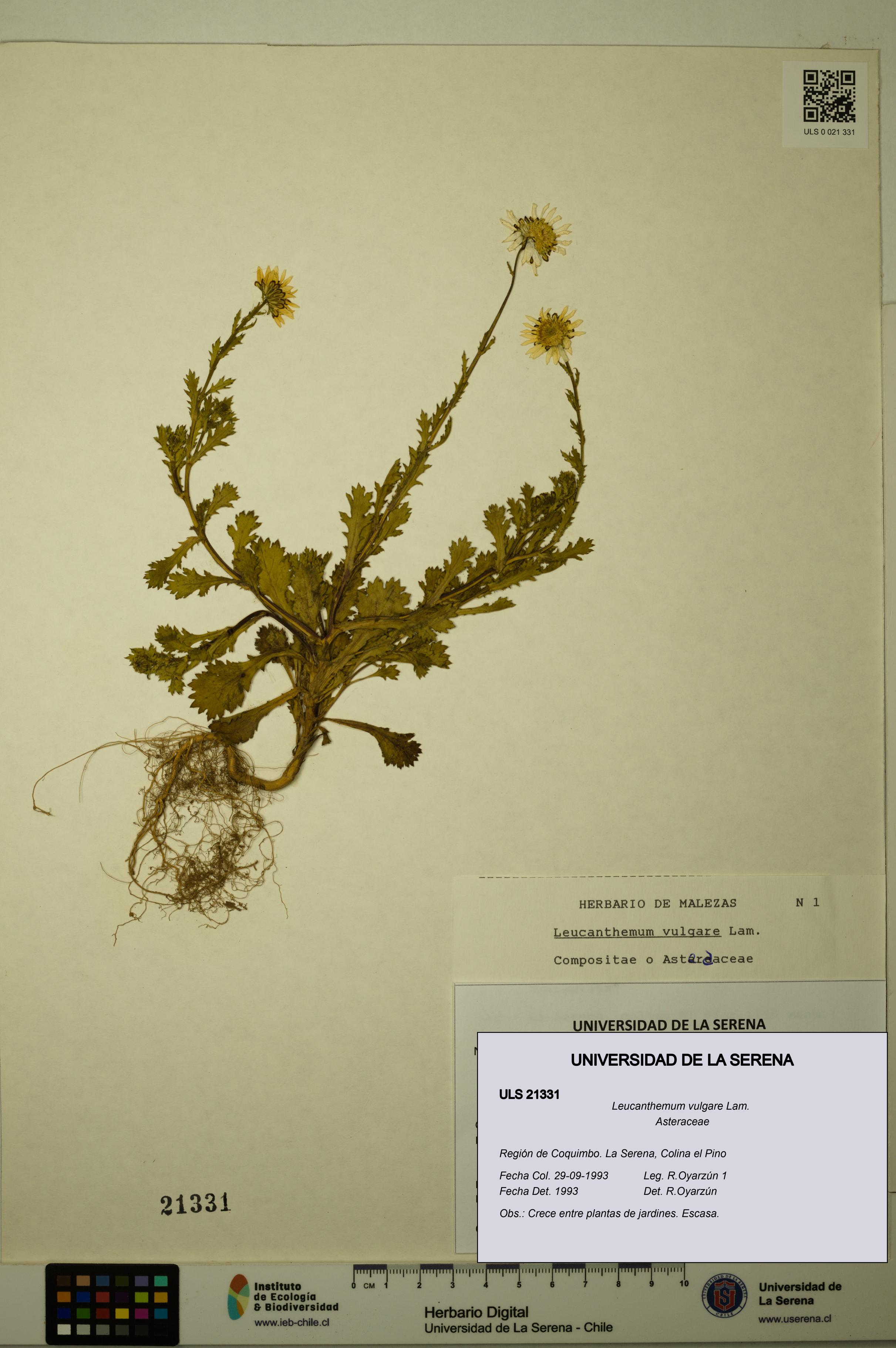 Leucanthemum vulgare [Espécimen: ULS:ULS:0021331]
