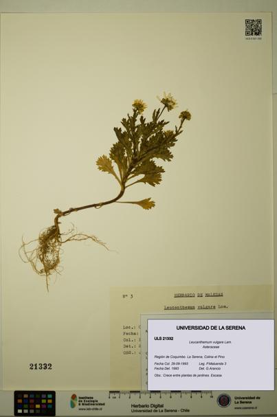 Leucanthemum vulgare [Espécimen: ULS:ULS:0021332]