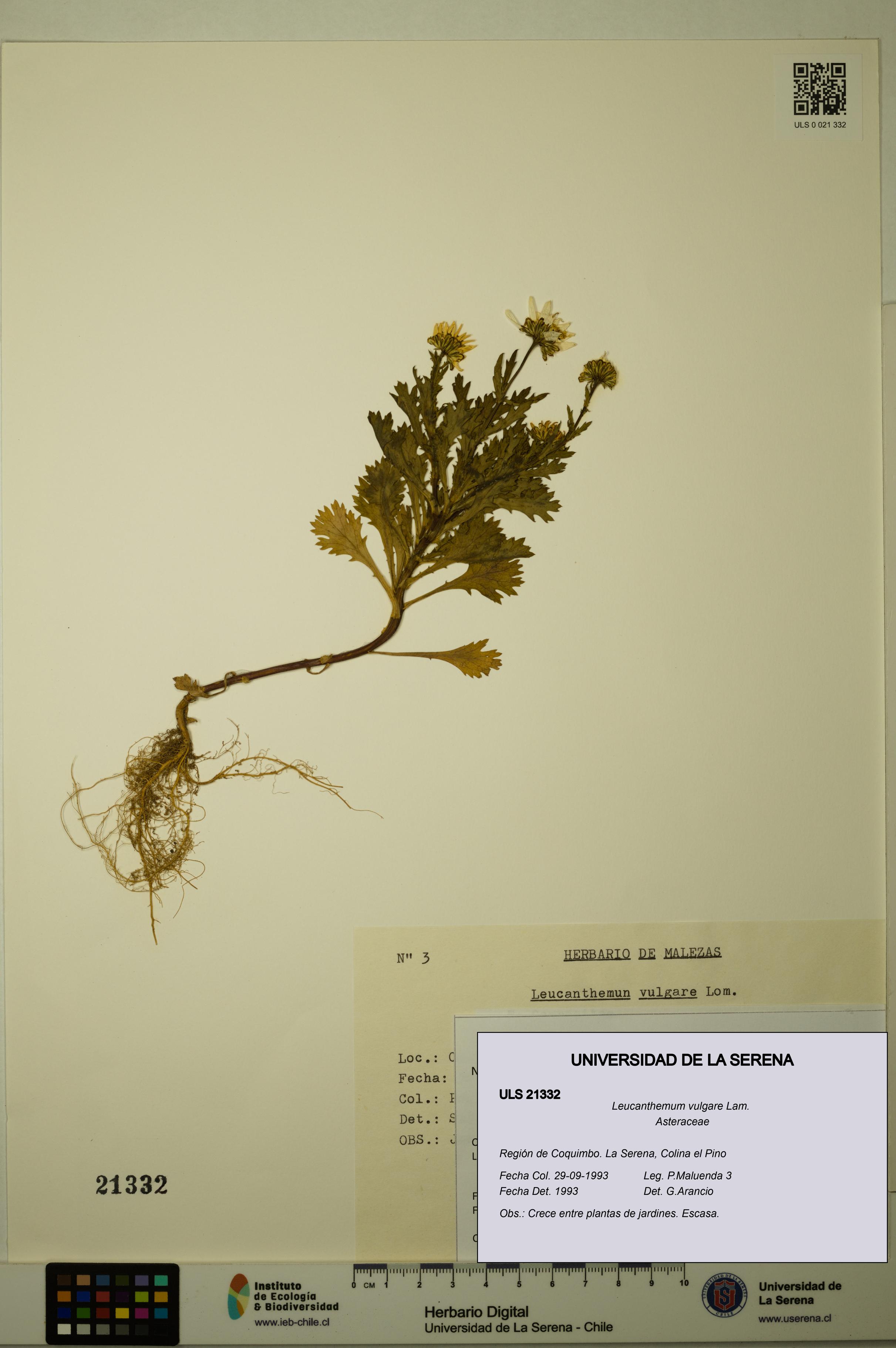 Leucanthemum vulgare [Espécimen: ULS:ULS:0021332]