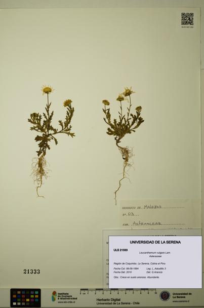Leucanthemum vulgare [Espécimen: ULS:ULS:0021333]