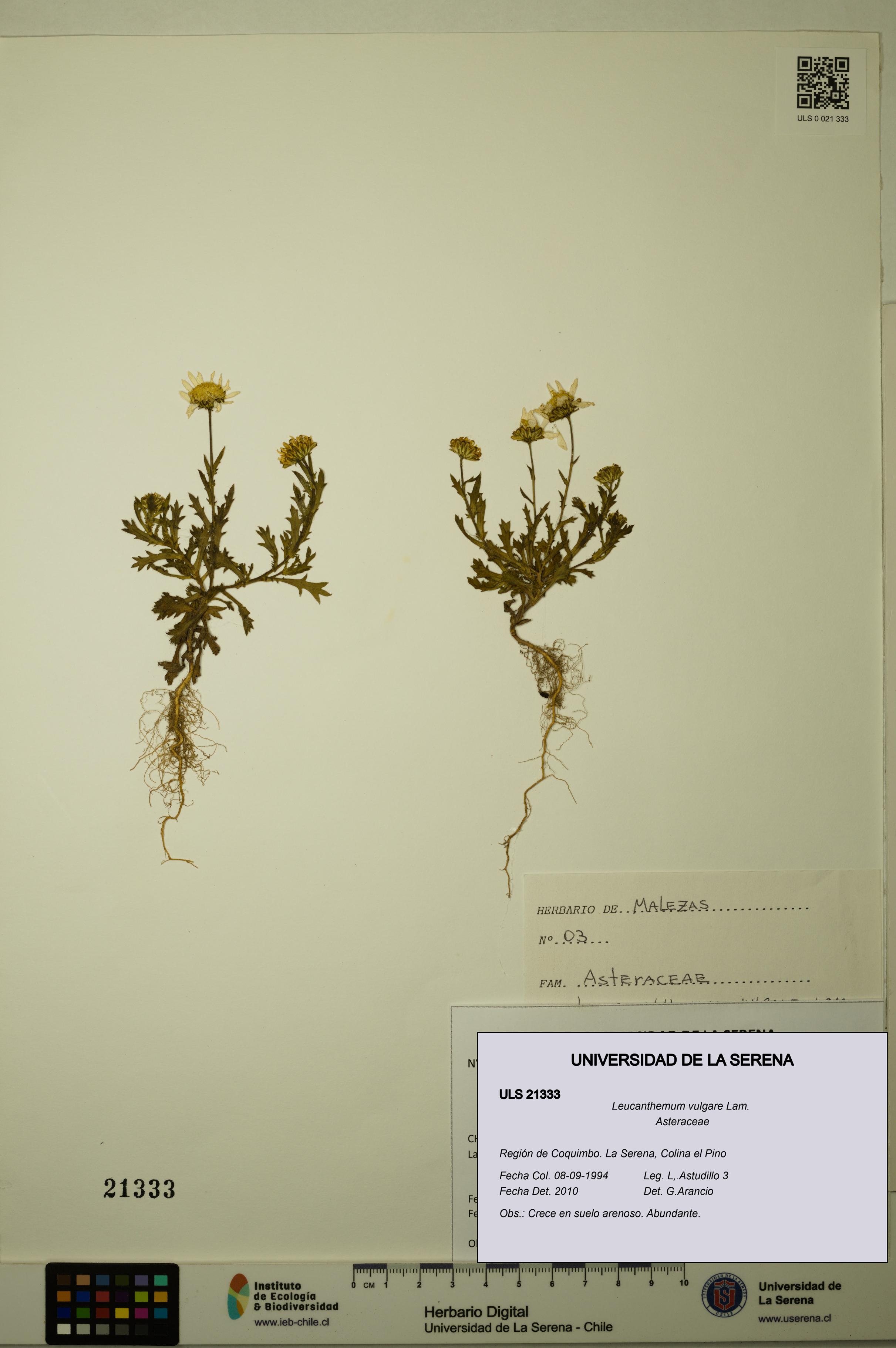 Leucanthemum vulgare [Espécimen: ULS:ULS:0021333]