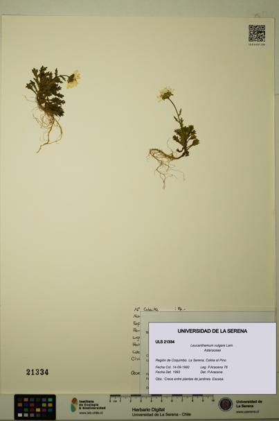 Leucanthemum vulgare [Espécimen: ULS:ULS:0021334]