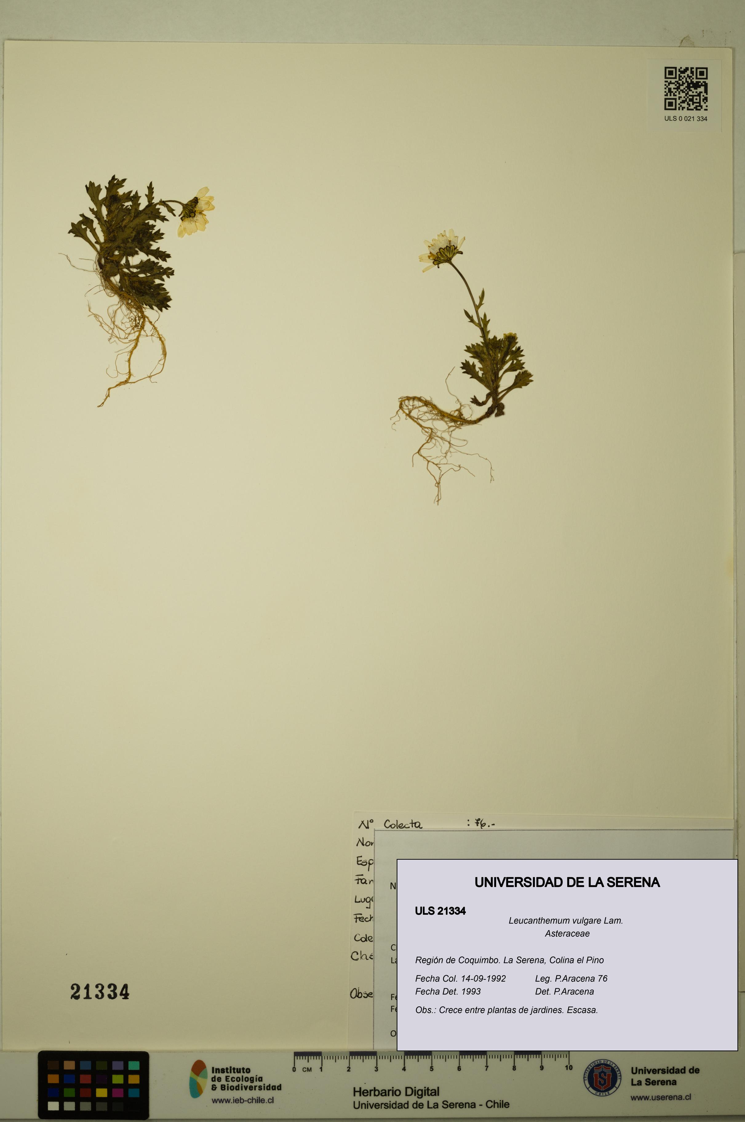 Leucanthemum vulgare [Espécimen: ULS:ULS:0021334]
