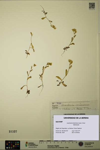 Leucheria tomentosa [Espécimen: ULS:ULS:0021337]