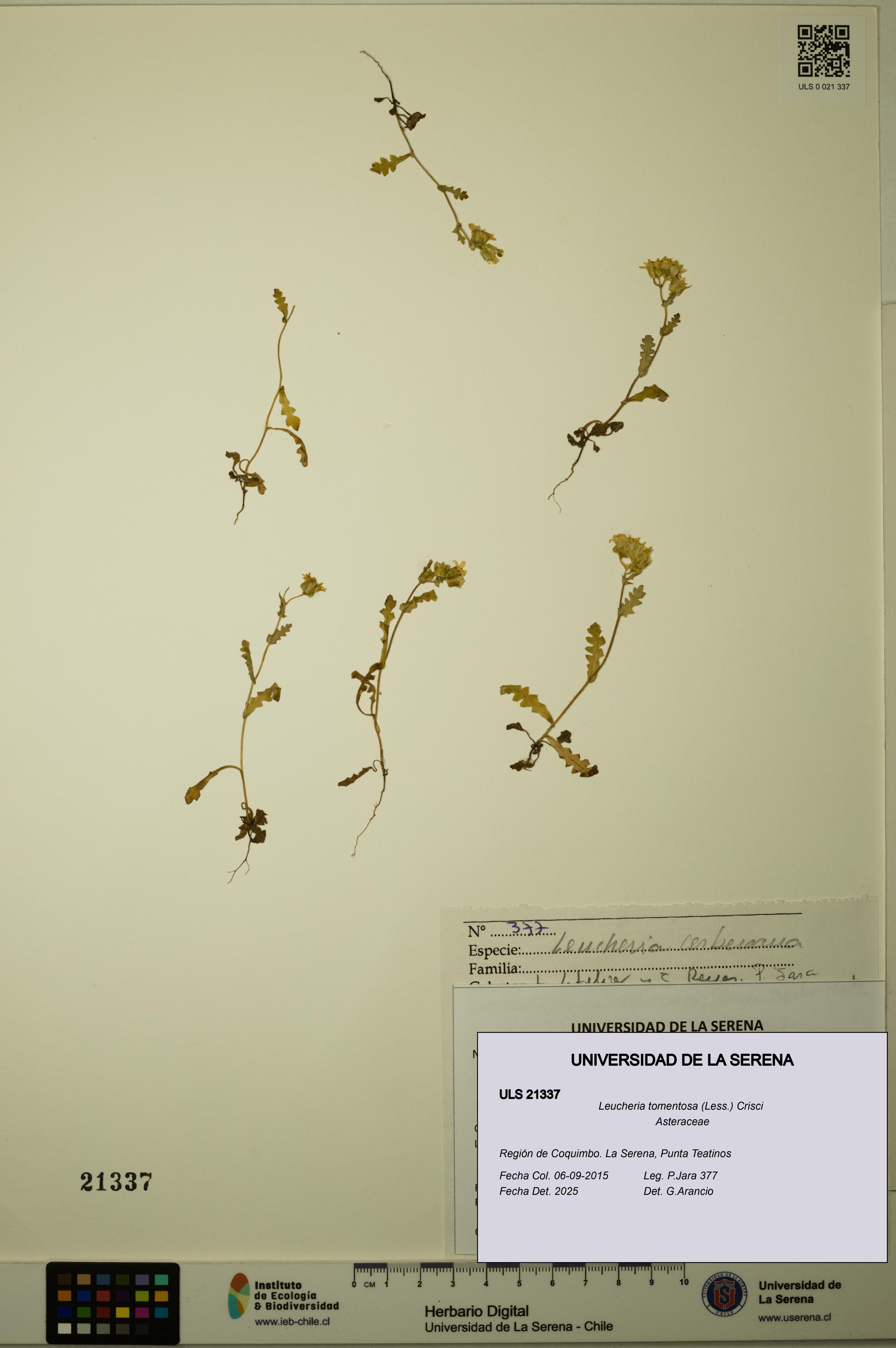 Leucheria tomentosa [Espécimen: ULS:ULS:0021337]