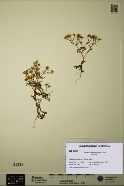 Leucheria tomentosa [Espécimen: ULS:ULS:0021338]