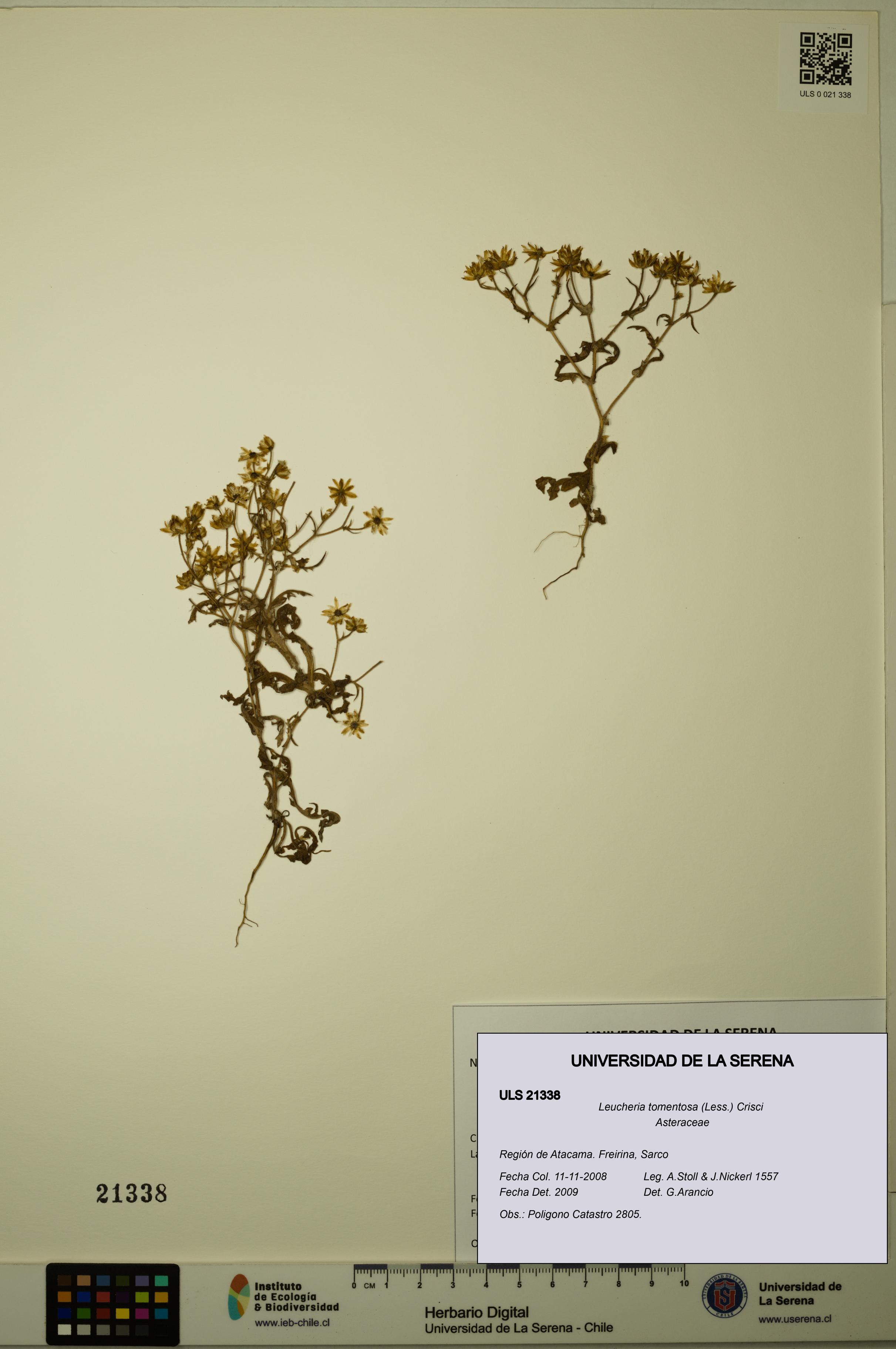 Leucheria tomentosa [Espécimen: ULS:ULS:0021338]