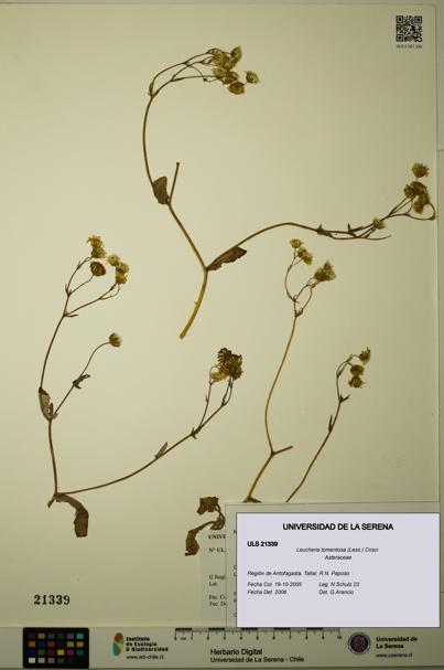 Leucheria tomentosa [Espécimen: ULS:ULS:0021339]