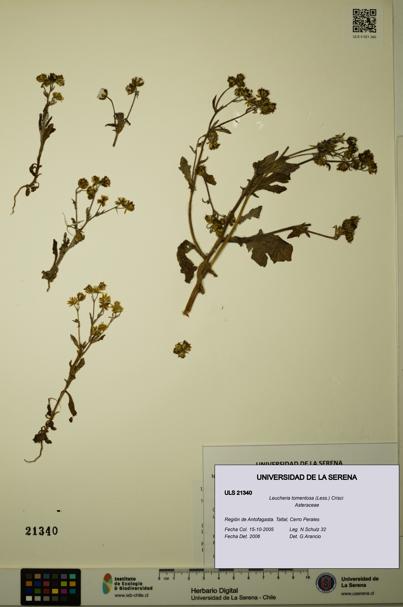 Leucheria tomentosa [Espécimen: ULS:ULS:0021340]