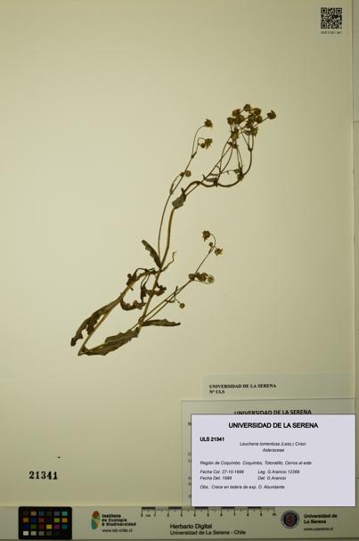 Leucheria tomentosa [Espécimen: ULS:ULS:0021341]