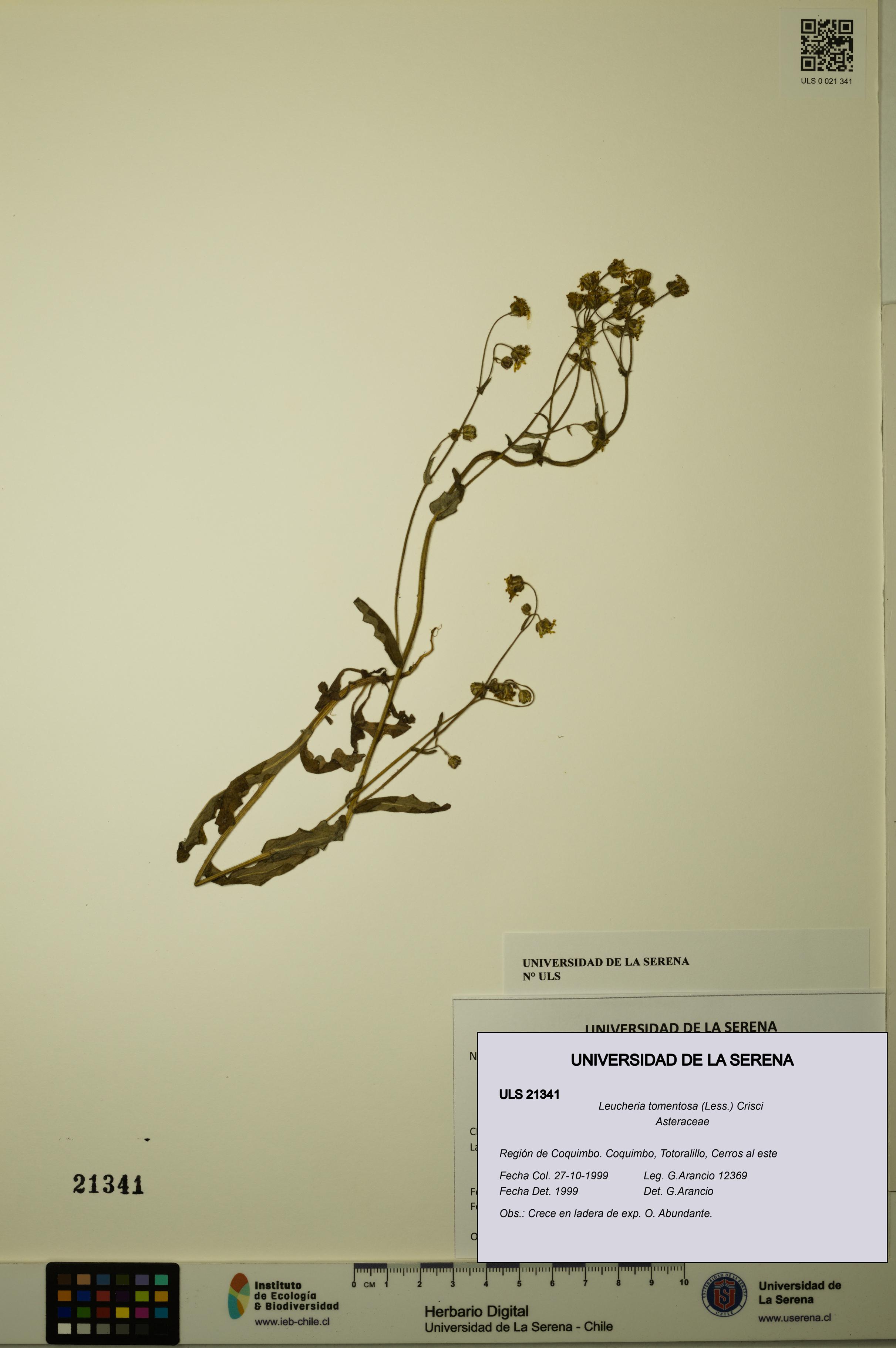 Leucheria tomentosa [Espécimen: ULS:ULS:0021341]
