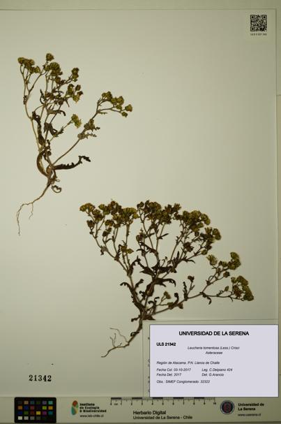 Leucheria tomentosa [Espécimen: ULS:ULS:0021342]