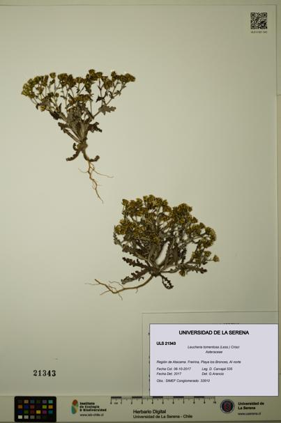 Leucheria tomentosa [Espécimen: ULS:ULS:0021343]
