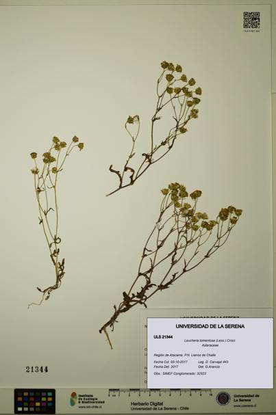 Leucheria tomentosa [Espécimen: ULS:ULS:0021344]