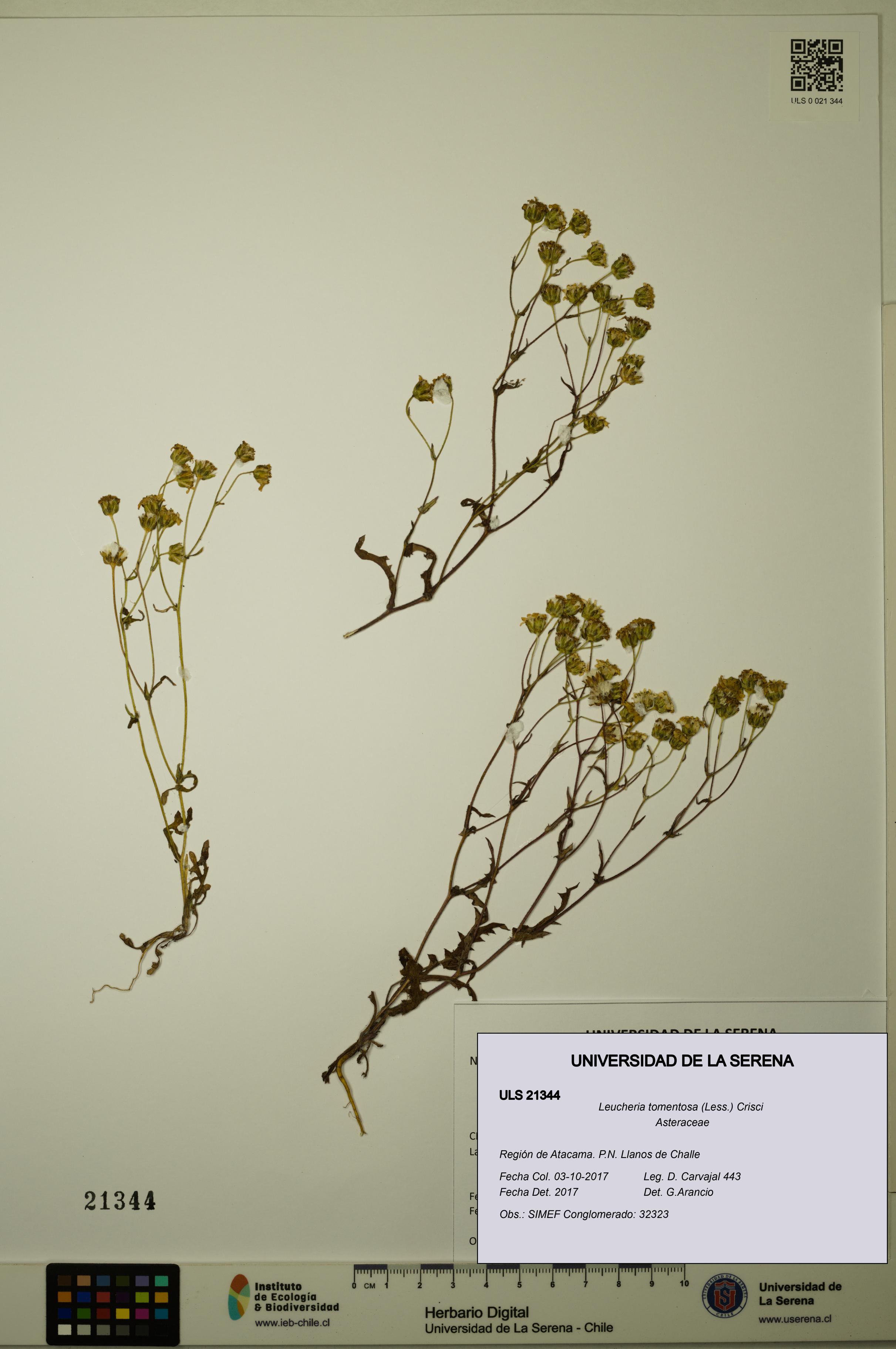Leucheria tomentosa [Espécimen: ULS:ULS:0021344]