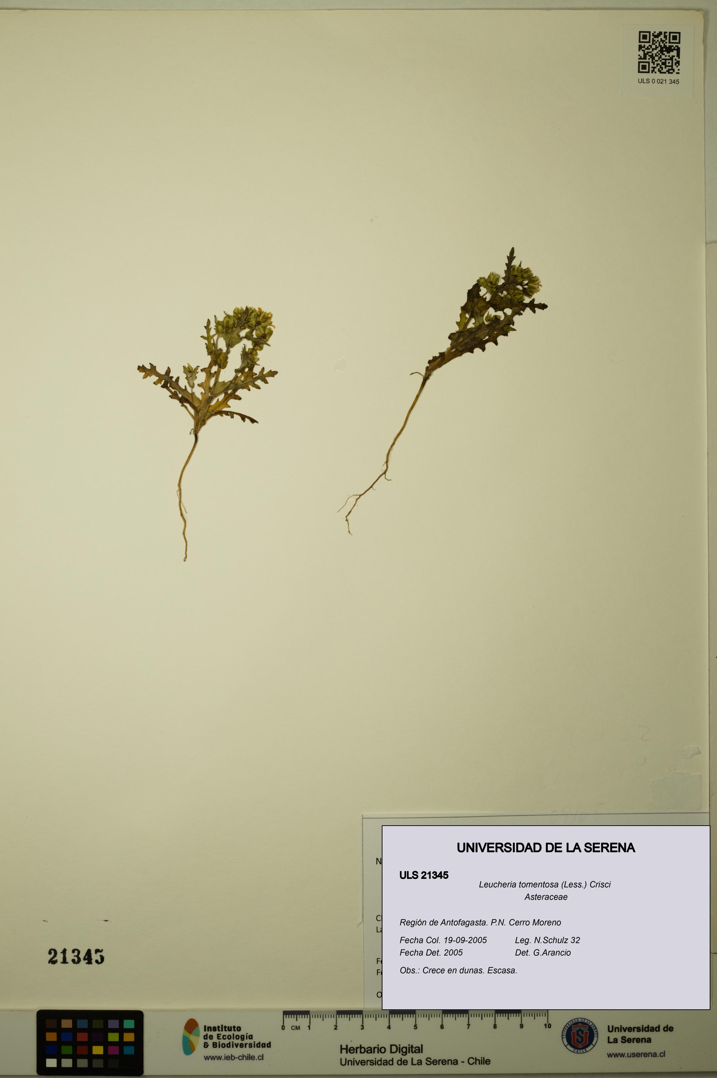 Leucheria tomentosa [Espécimen: ULS:ULS:0021345]