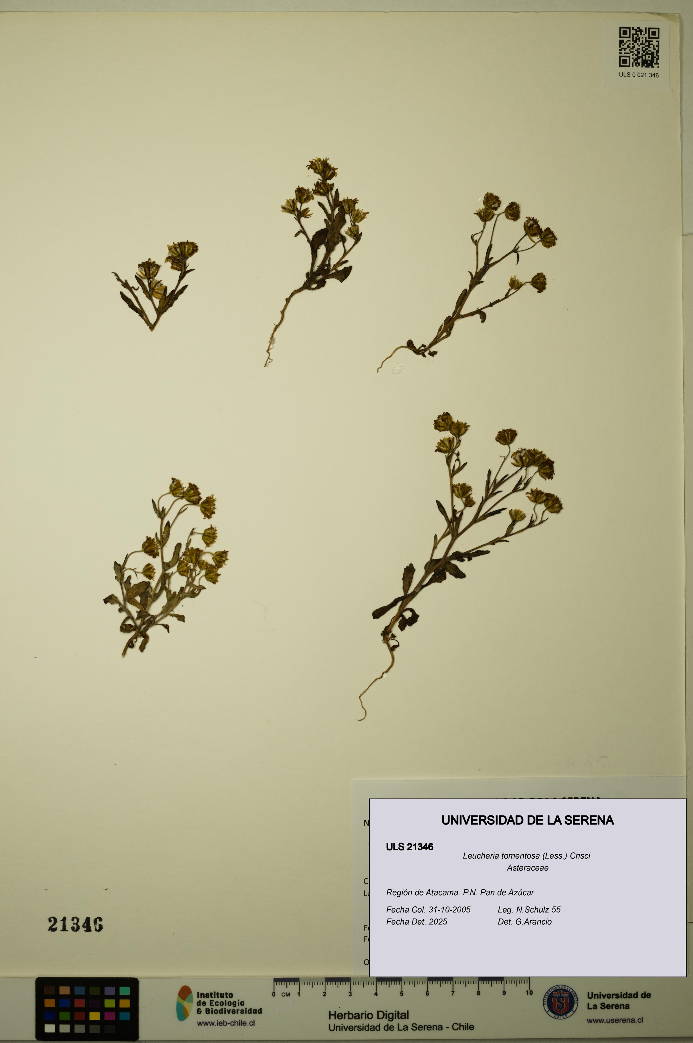 Leucheria tomentosa [Espécimen: ULS:ULS:0021346]